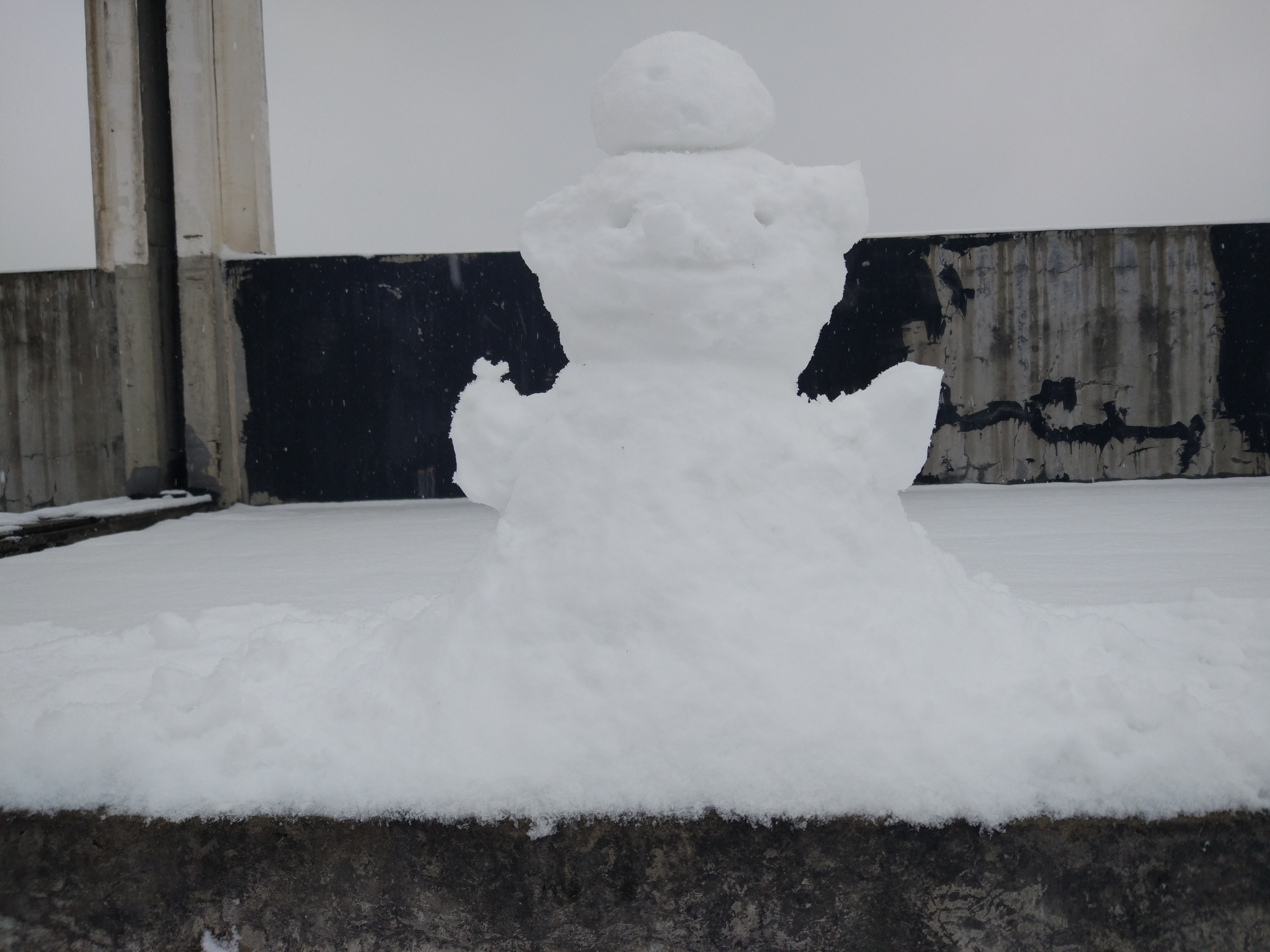 雪猪